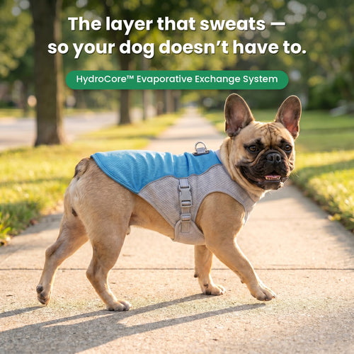 French Bulldog wearing the CoreKool HydroCore cooling vest on a summer walk — the layer that sweats so your dog doesn't have to