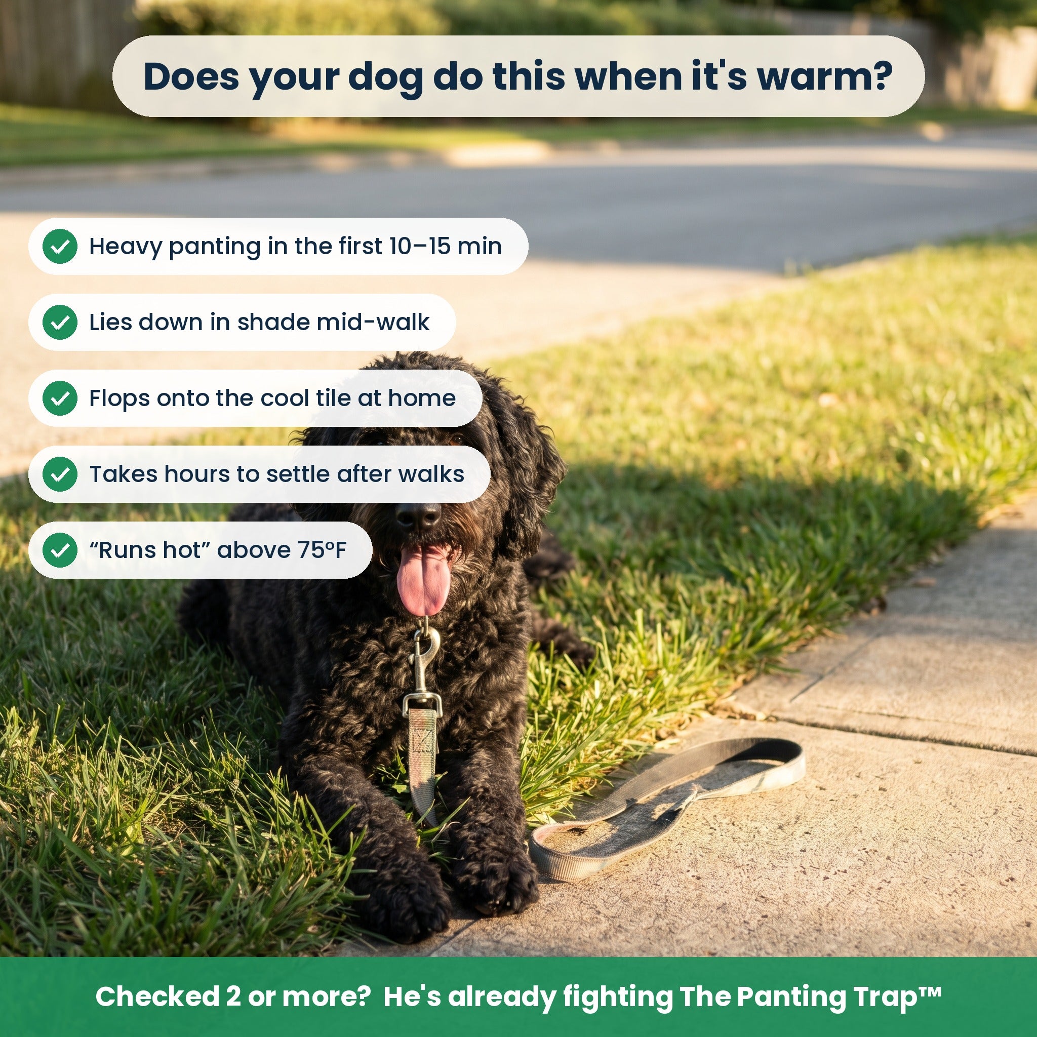 Warm-weather warning signs checklist: heavy panting, lying down in shade mid-walk, flopping on tile, runs hot above 75°F
