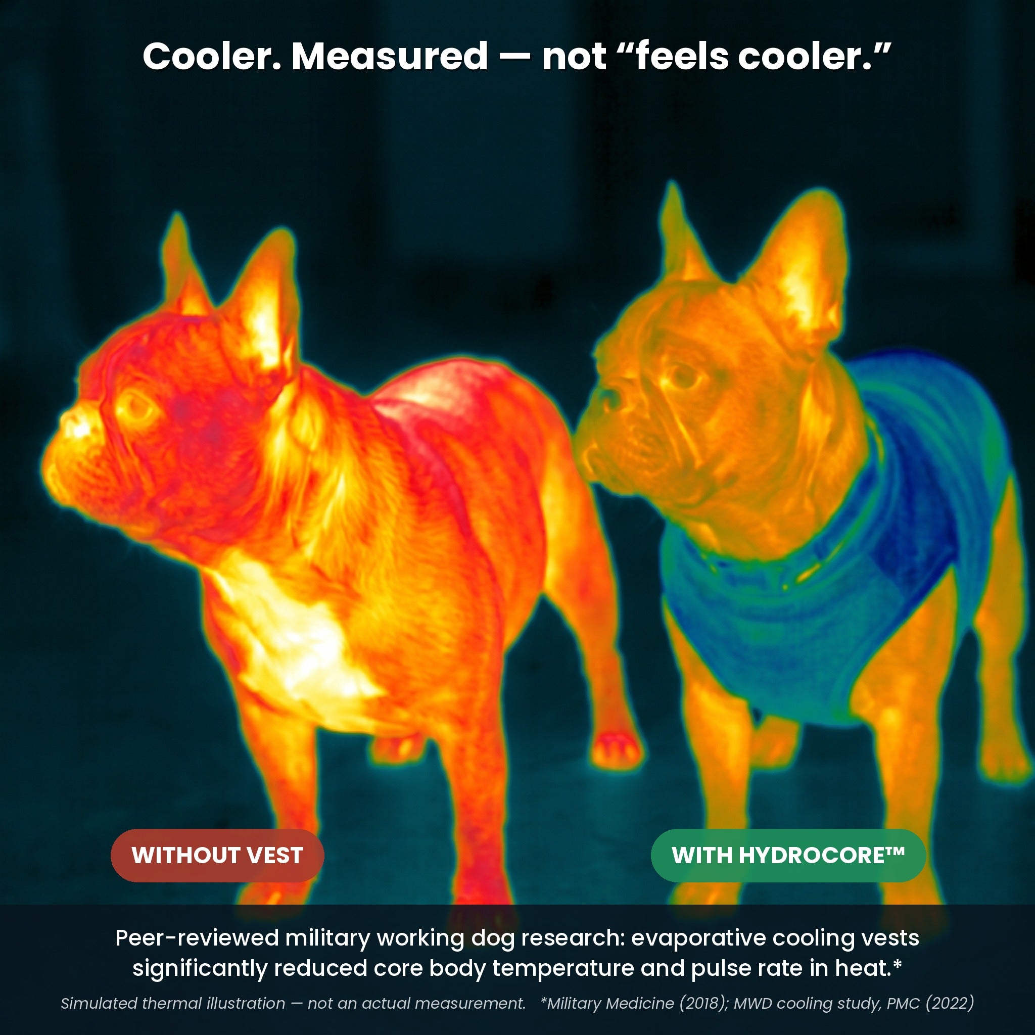 Simulated thermal illustration of evaporative cooling — peer-reviewed military working dog research shows reduced core temperature